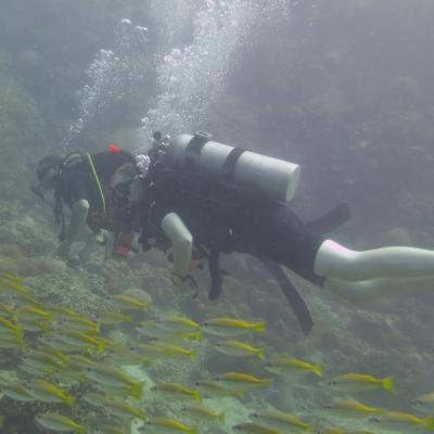 Conservation volunteer swimming with fishes in Thailand whilst on a diving and marine conservation work experience trip with Projects Abroad. A projects Abroad volunteer swimming with fishes whilst on a diving and marine conservation volunteering project.